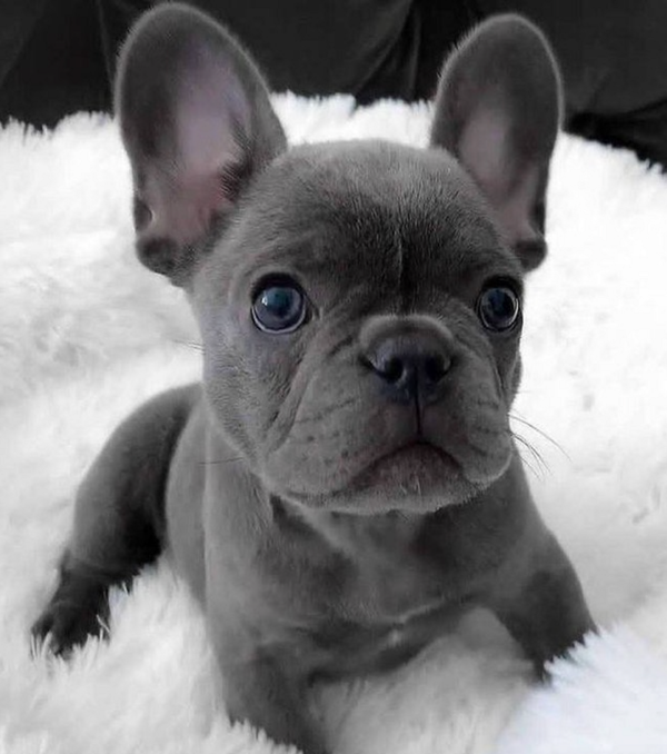 🐶❤️🐶 Check out this sweet puppy, Molly! 🐶❤️🐶