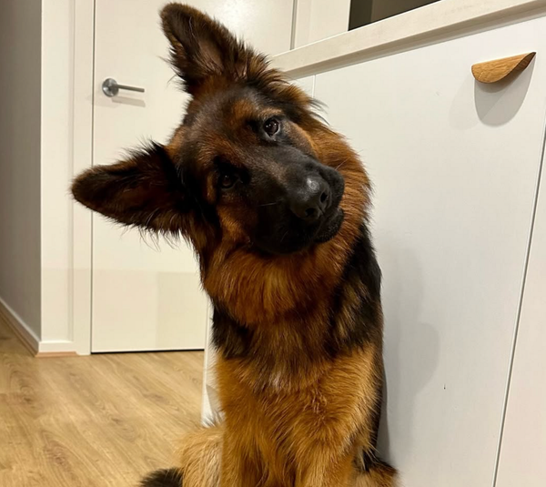 🐶❤️🐶 Why do dogs tilt their heads? 🐶❤️🐶 