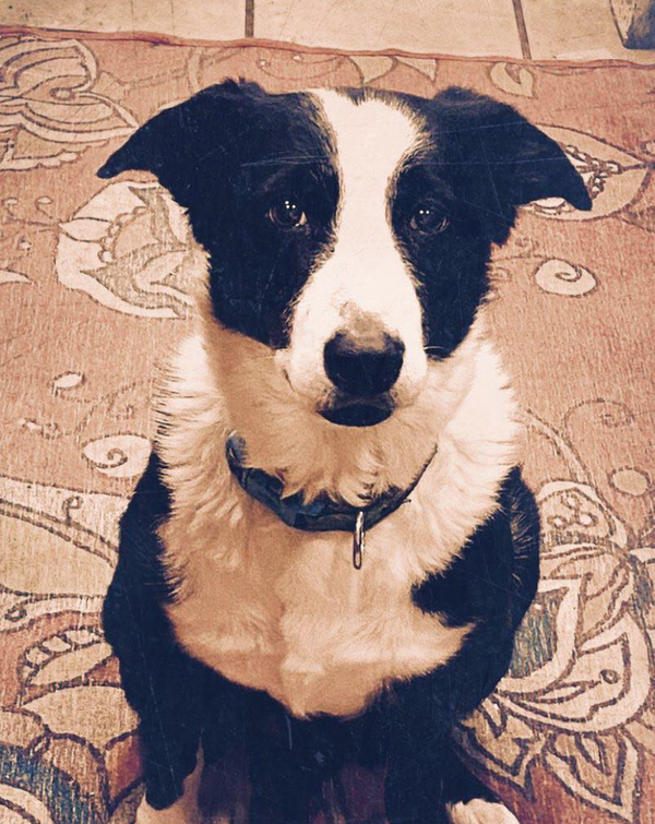 🐶❤️🐶 How can pups detect cancer? 🐶❤️🐶 