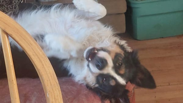 🐶❤️🐶 Why are dogs afraid of Halloween decorations? 🐶❤️🐶