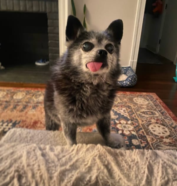 🐶❤️🐶 Why do dogs roll around when they're excited? 🐶❤️🐶