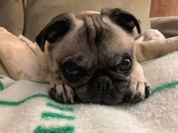 🐶❤️🐶 New Study Shows Grief of Losing a Pet is as Severe as Human Family 🐶❤️🐶