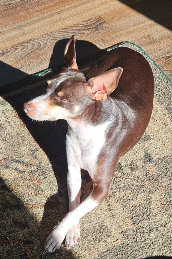 🐶❤️🐶 Are stairs or a ramp better for senior dogs? 🐶❤️🐶 