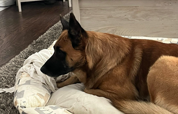 🐶❤️🐶 Why do dogs eat paper?  🐶❤️🐶