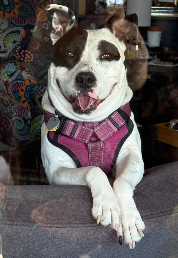 🐶❤️🐶 Why are dogs afraid of balloons? 🐶❤️🐶