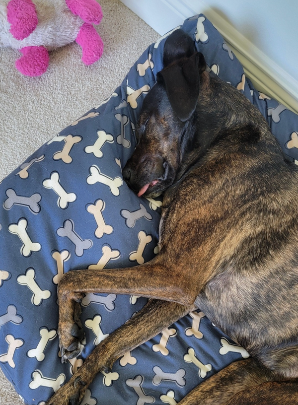 🐶❤️🐶 Do dogs care if you cry? 🐶❤️🐶 