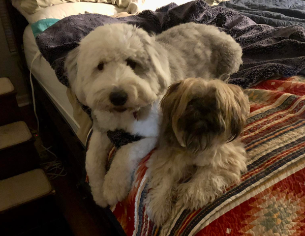 🐶❤️🐶 What sounds do dogs hate the most? 🐶❤️🐶