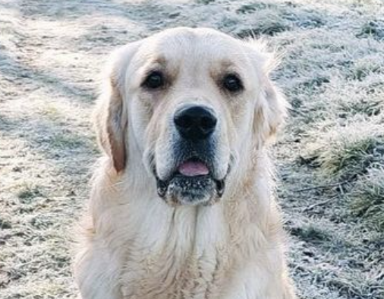 🐶❤️🐶 This pup has been a very good boy! 🐶❤️🐶  