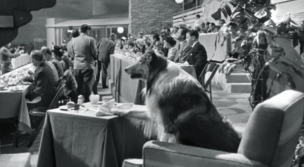 🐶❤️🐶 Who was Pal, the dog who played Lassie? 🐶❤️🐶  