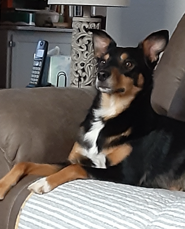 🐶❤️🐶 Spotlight on Lucky Dog Animal Rescue 🐶❤️🐶  