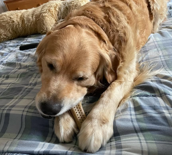 🐶❤️🐶 Why do dogs like chewing bones? 🐶❤️🐶 