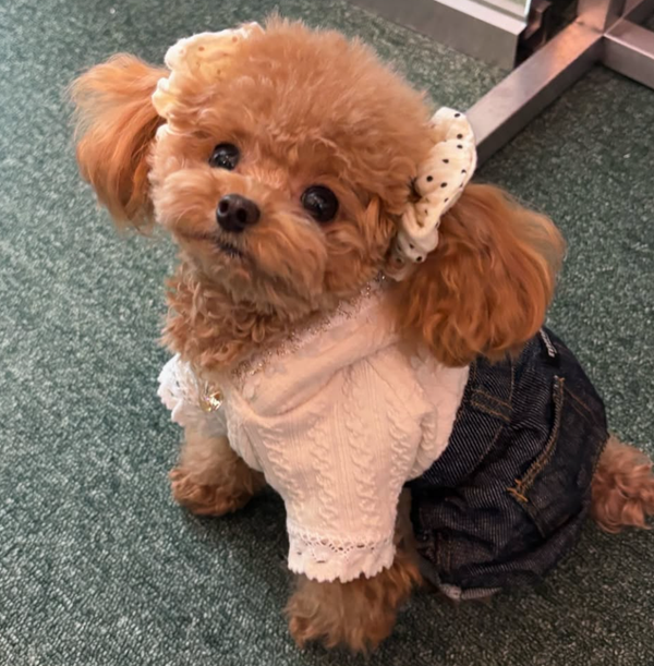 🐶❤️🐶 How do I keep my dog's teeth healthy 🐶❤️🐶