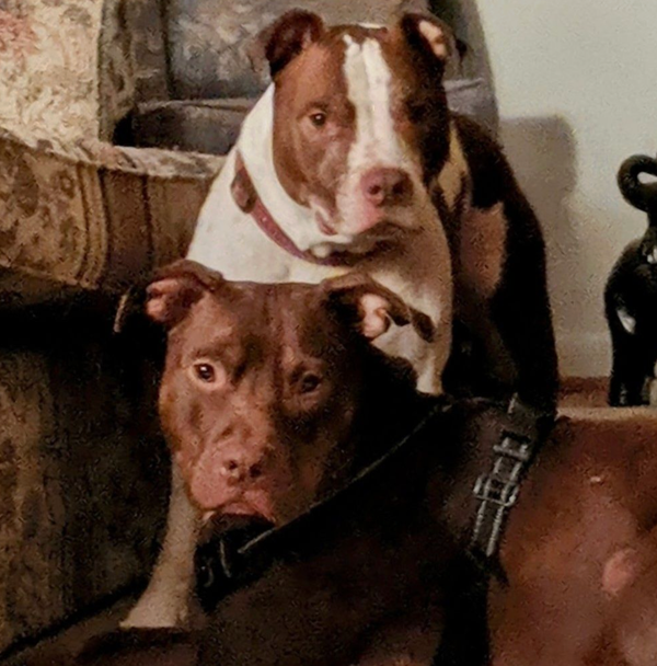 🐶❤️🐶 What is Black Dog Syndrome Awareness Month? 🐶❤️🐶