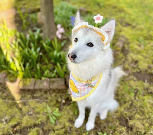 🐶❤️🐶 What Are Unsafe Garden Plants for Dog Families? 🐶❤️🐶