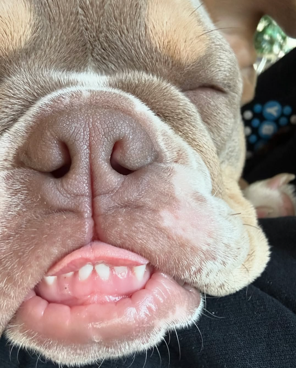 🐶❤️🐶 You're going to love Ruby, so sweet and sleepy! 🐶❤️🐶  