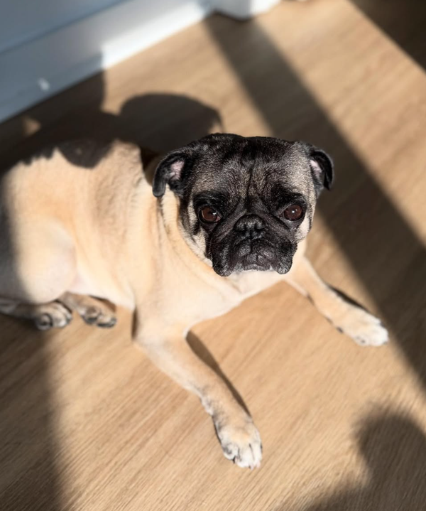 🐶❤️🐶 What are the signs of skin cancer in dogs? 🐶❤️🐶  