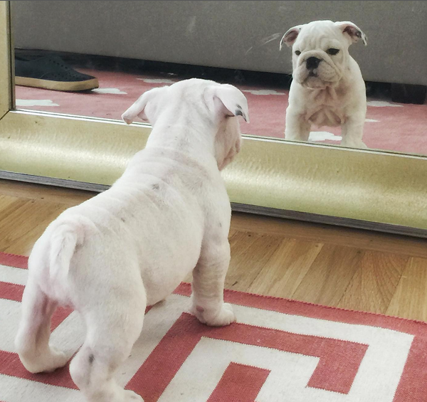 🐶❤️🐶 Why do some dogs not react to mirrors? 🐶❤️🐶 