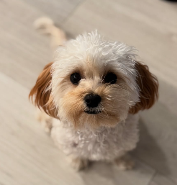 🐶❤️🐶 Why do dogs continually lick the floor? 🐶❤️🐶 