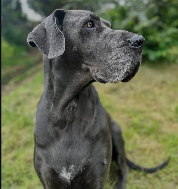 🐶❤️🐶 What is the world's largest dog breed? 🐶❤️🐶 