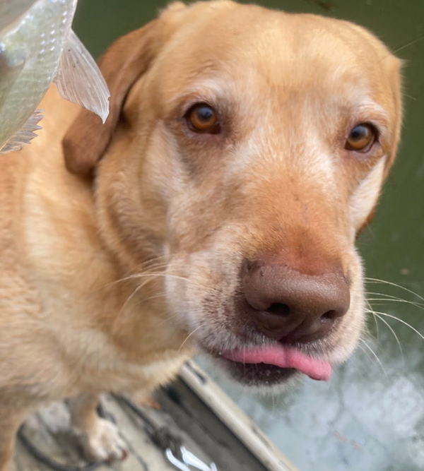 🐶❤️🐶 How do dogs say "sorry"? 🐶❤️🐶