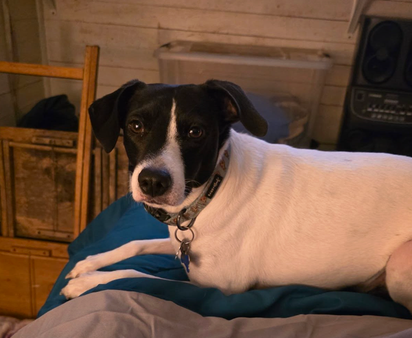 🐶❤️🐶 What is cobbing? 🐶❤️🐶 