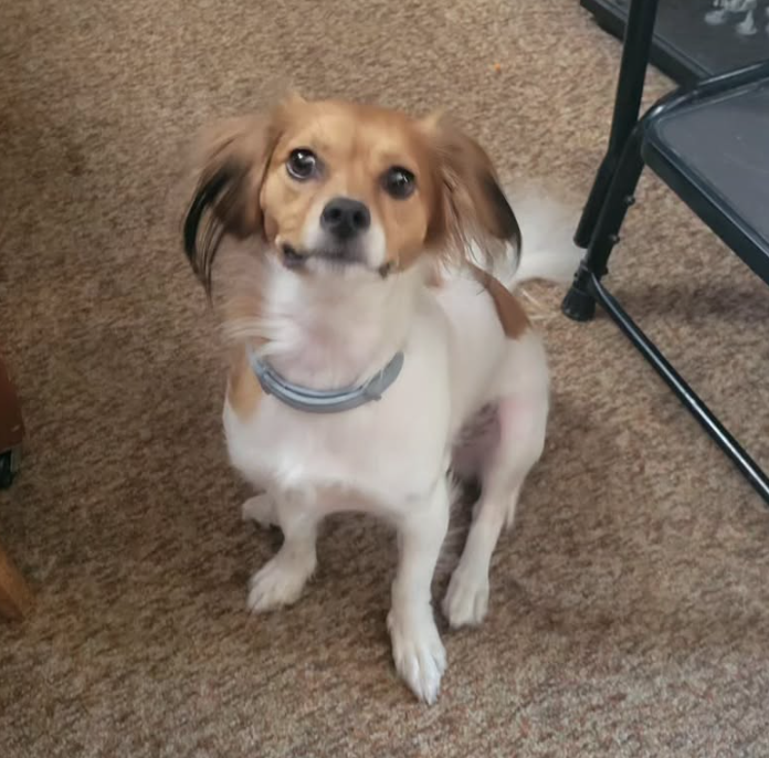 🐶❤️🐶 Why do dogs twitch in their sleep? 🐶❤️🐶