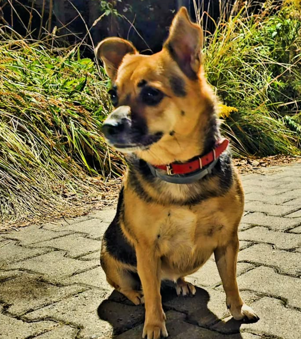 🐶❤️🐶 How do I train my dog to use a doggy door? 🐶❤️🐶