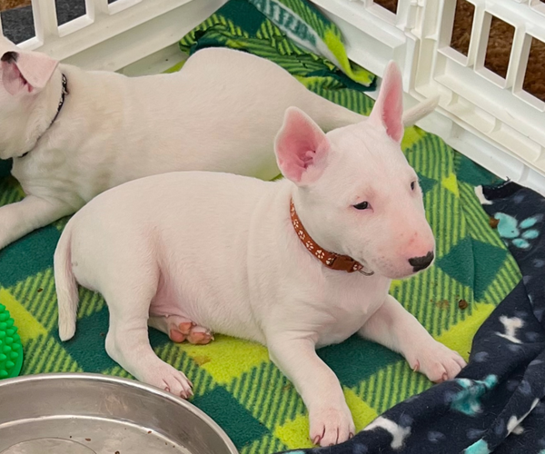 🐶❤️🐶 Oh! You have to see this sweet lil pupper! 🐶❤️🐶