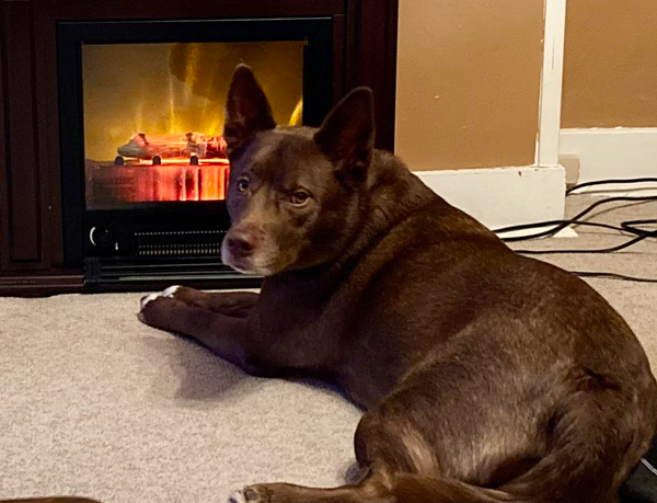 🐶❤️🐶 Why do dogs lick at the air? 🐶❤️🐶 