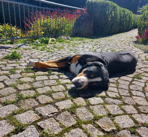 🐶❤️🐶 How Do Dogs Stay Cool? 🐶❤️🐶