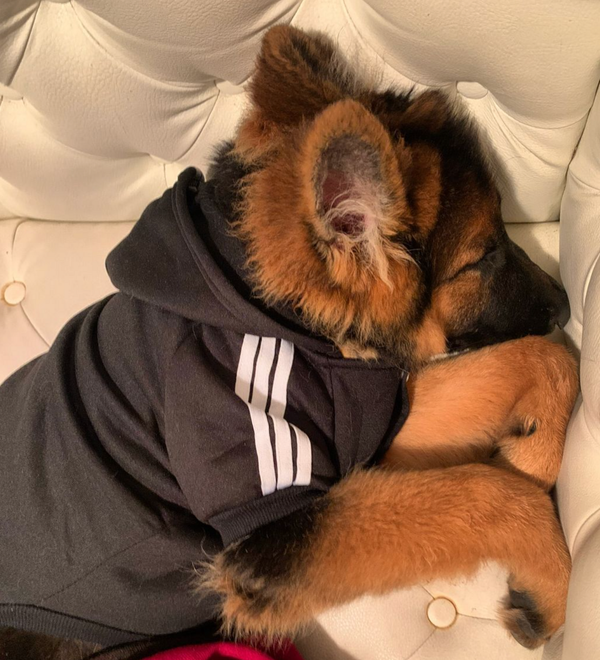 🐶❤️🐶 Are you ready to be a rescue hero? 🐶❤️🐶 