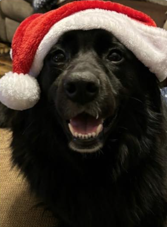 🐶❤️🐶 Why do dogs sneeze when they lie on their backs? 🐶❤️🐶   