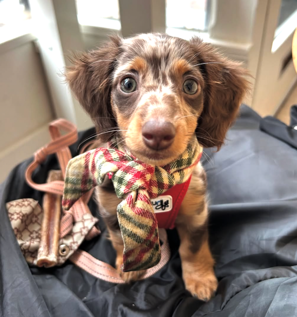 🐶❤️🐶 This might be the most adorable thing you see all day! 🐶❤️🐶 