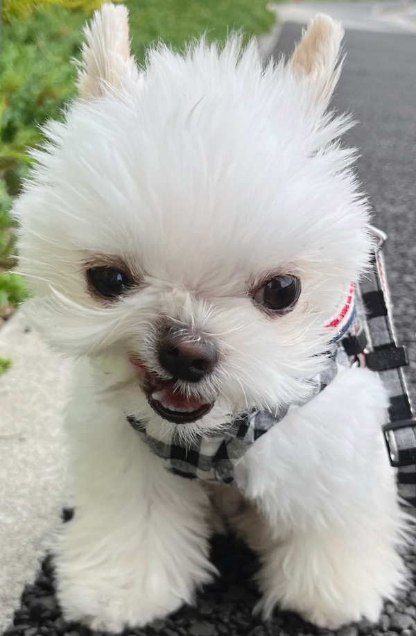 🐶❤️🐶 Maltese/Chihuahua mix? 🐶❤️🐶  
