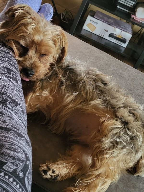 🐶❤️🐶 Why do dogs bark at their water?  🐶❤️🐶