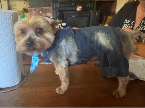 🐶❤️🐶 Do elderly dogs get the zoomies? 🐶❤️🐶