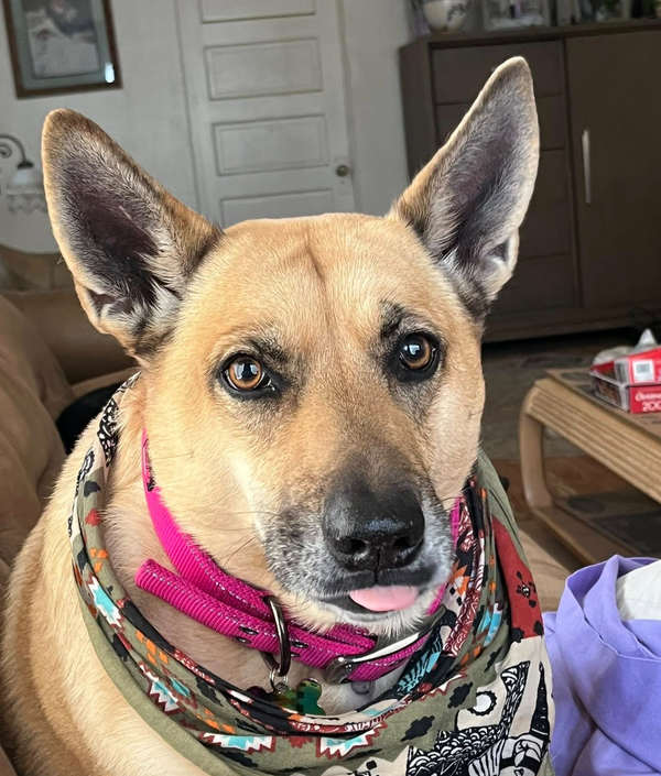 🐶❤️🐶 Why pups become stubborn as they get older  🐶❤️🐶 