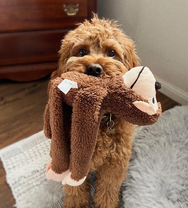 🐶❤️🐶 Why Do Dogs Like Squeaky Toys? 🐶❤️🐶 