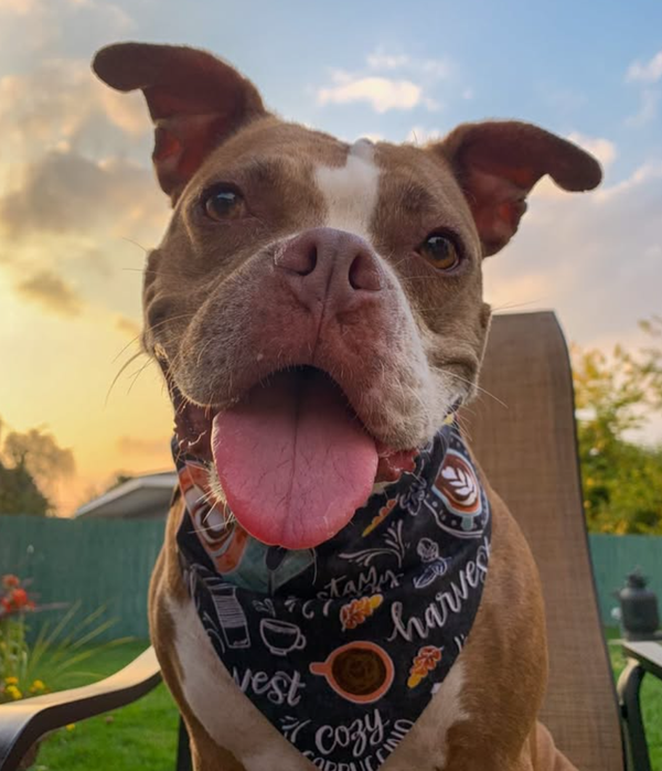 🐶❤️🐶 Are essential oils safe to use in diffusers around dogs? 🐶❤️🐶  