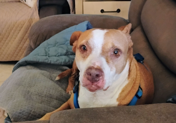 🐶❤️🐶 Creating serenity for pups at late night New Year's Eve parties  🐶❤️🐶   