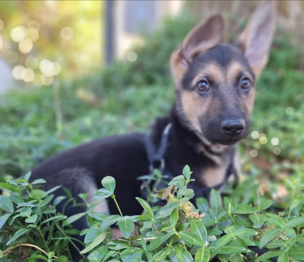 🐶❤️🐶 Don't miss this sweet puppy! 🐶❤️🐶  