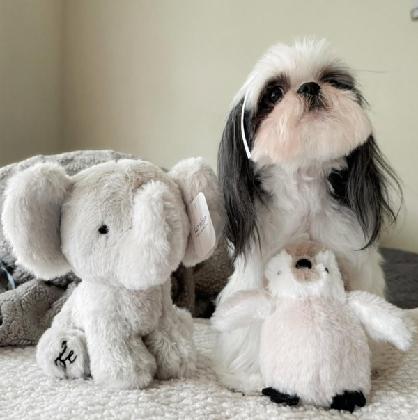 🐶❤️🐶 Myth Busting: Are All Small Dogs Yappy? 🐶❤️🐶