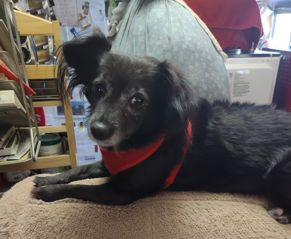 🐶❤️🐶 Why do dogs' foreheads get hot? 🐶❤️🐶 