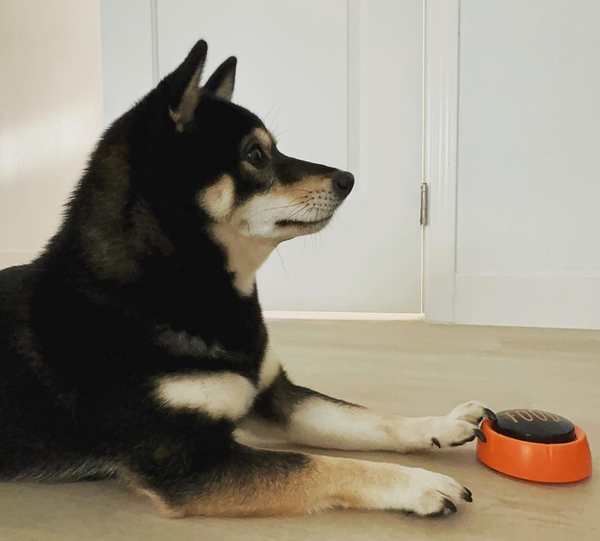 🐶❤️🐶 How Do Those Dog Speech Buttons Work? 🐶❤️🐶