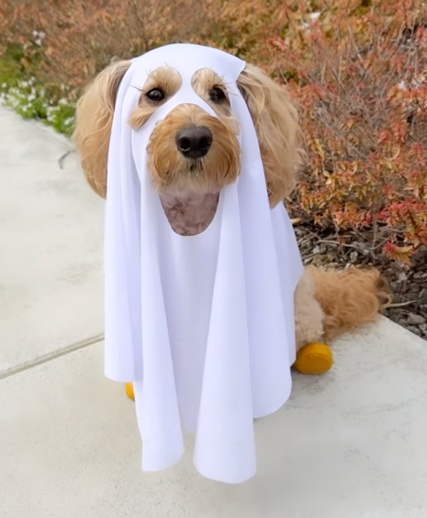 🐶❤️👻 Adorable or Spooky? 👻❤️🐶 
