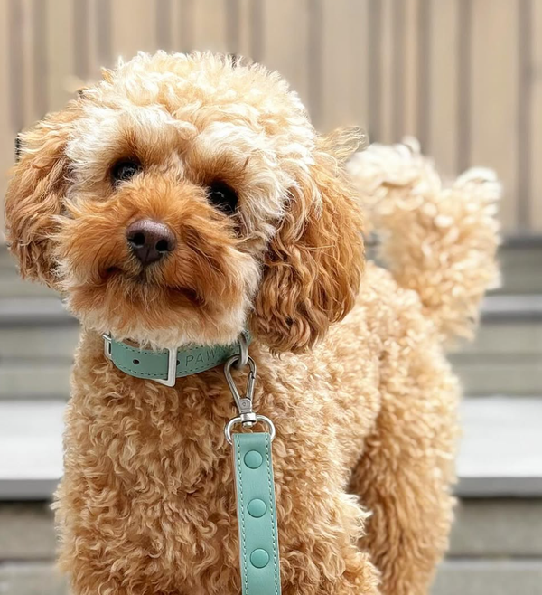 🐶❤️🐶 How Can You Tell Your Dog Loves You? 🐶❤️🐶 