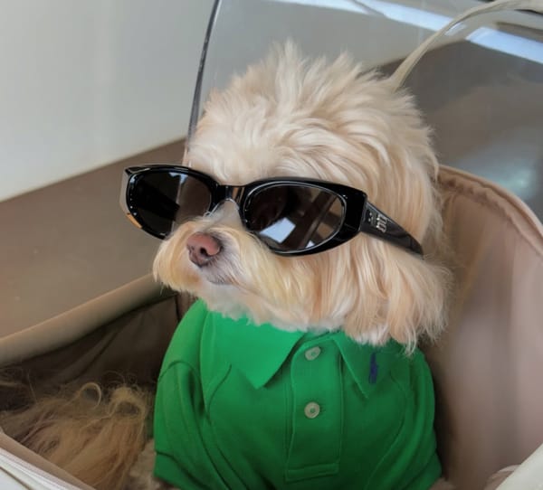 🐶❤️🐶 Why are dogs afraid of the mailman?🐶❤️🐶