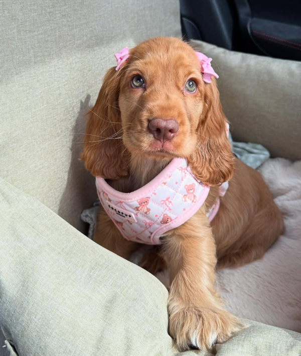 🐶❤️🐶 How To Tell You're Your Dog's Favorite Person 🐶❤️🐶 