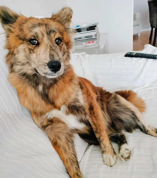 🐶❤️🐶 You won't believe how beautiful this dog is! 🐶❤️🐶  