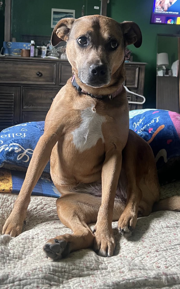 🐶❤️🐶 Are bananas good for dogs? 🐶❤️🐶  